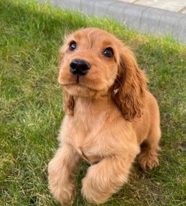 活体可卡猎鹬犬美国可卡中型犬英国可卡宠物狗狗幼崽tb4668908072