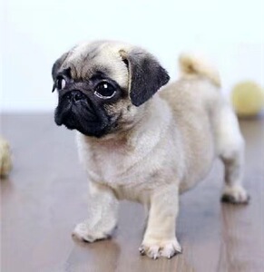 西安本地犬舍巴哥幼犬纯种短毛八哥幼崽短毛狗狗活体真哈巴狗宠物