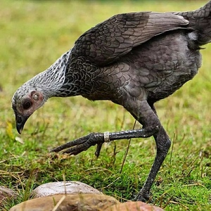 双胞胎妈妈美妆淘宝纯种白色波兰帽子鸡种蛋观赏鸡宠物鸡蛋可孵化