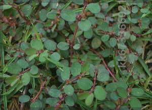 新鲜 野生细叶飞扬草 卧蛋草小飞扬 乳汁草 面汁藤 地锦草250克