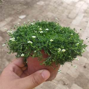爱尔兰珍珠草/苔藓/地被/耐寒耐多年生地被植物岩石花园盆栽常绿