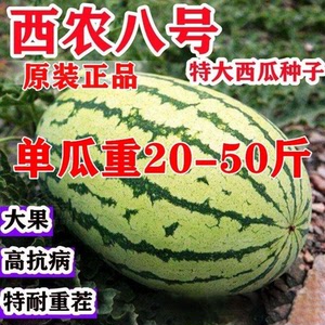 西瓜种籽孑巨型懒汉瓜王麒麟甜王四季水果早熟脆甜多汁大西瓜种子