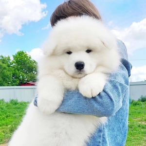 萨摩耶雪橇犬巨型