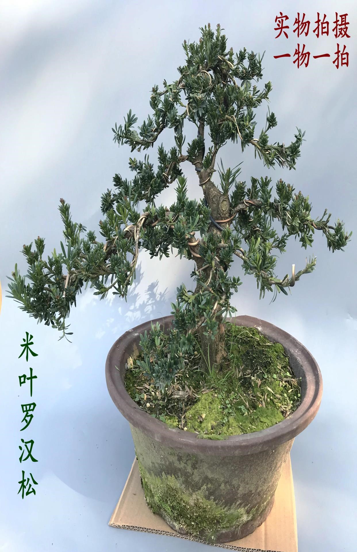 米叶罗汉松盆景一物一拍老桩矮霸庭院阳台罗汉松造型彩云商贸城135