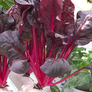 【叶用根达菜】叶用根达菜品牌,价格 - 阿里巴巴