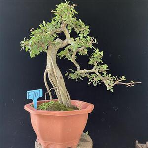 榆树盆景植物文人型绿植造型老桩高提根抱石大型室内悬崖式郎榆