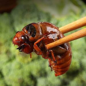 知了猴鲜活金蝉新鲜2022现捕爬叉猴爬蚱蚕蝉蛹速冻野生结了龟顺丰