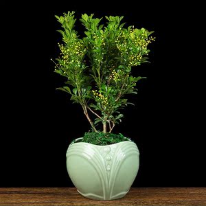 四季青植物室外盆栽