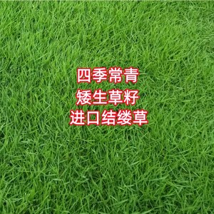 进口结缕草草坪草籽台湾2号种子矮生四季常青庭院绿化台湾青草籽