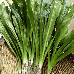 大荽种种子甸缅菜香芫荽刺籽野云大香菜野芹芫种籽南刺菜芫山荽孑