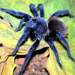 正宗巴西蓝丝绒宠物蜘蛛4-10cm新手入门可上手活物可爱温顺小爬宠