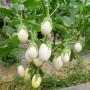 茄子种子鸡蛋茄种子盆栽有机白蛋茄种子金银茄白色圆茄子蔬菜种子