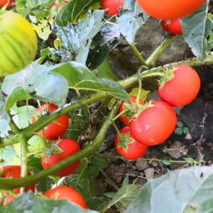 百草园野生黄果茄刺天茄新鲜牛茄子牙疼果野茄果天泡果大颠茄包邮