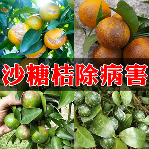 沙糖桔农药橘子催红上色增甜防裂果溃疡病果实黑皮花斑黄化专用药
