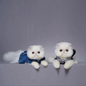 纯白波斯大脸猫加菲猫幼崽活体白色宠物猫异国短毛猫cfa血统猫舍