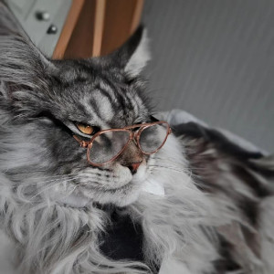 小猫咪宠物灰色