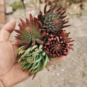 瓦松野生多肉植物