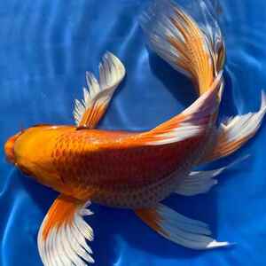 蝴蝶鲤黄金大长冷水鱼龙凤锦鲤台湾招财风水鳍尾鱼苗观赏鱼鱼活体