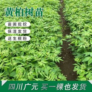 四川黄柏树苗川黄柏苗黄柏中药材剥皮黄柏苗南北方黄柏药材