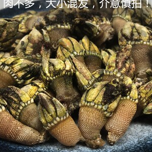日本购3斤新鲜y海捕小佛手螺狗爪螺龟a脚笔架螺鹅颈藤壶海鲜贝类