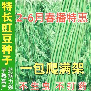 摘不败高产豇豆种子特长豇豆豆角高产春秋绿架豆蔬菜种子大全