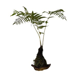 蕨类植物绿植盆栽室内客厅桌面苔藓球趣味美观水培蕨类z乌毛蕨盆