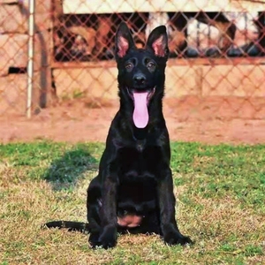 纯种东德牧羊犬幼犬活体昆明犬幼犬警犬军犬科目东德黑色狼狗幼犬