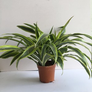 巴西美人铁盆栽纯种金边巴西美人室内花卉绿植四季常青大绿植吸甲