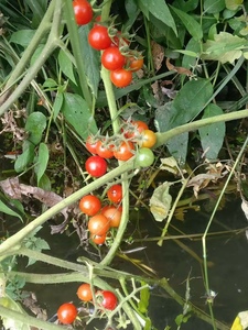 贵州野生西红柿小番茄小毛辣果小毛才西红柿火锅酸汤原料