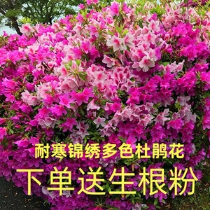 耐寒锦绣多色毛杜鹃花苗 白色杜鹃 粉色杜鹃紫色杜鹃花苗当年开花