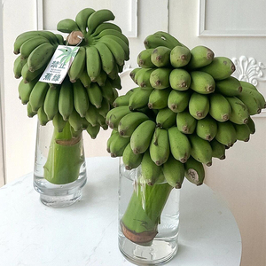 禁止焦虑香蕉新鲜可食用办公室桌面插花摆件整串水培观赏芭蕉绿植