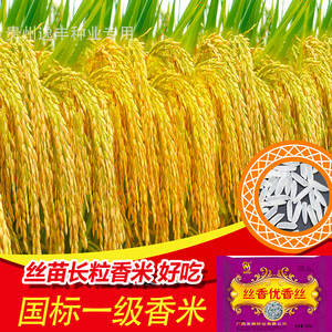 国标一级谷种优质高产杂交水稻种子超抗倒抗病耐热米质好饭好吃