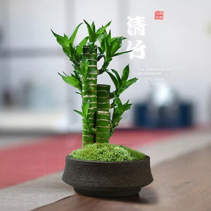 转运文昌竹子富贵竹室内迷你小型盆栽书桌面绿植摆件z新年春节植