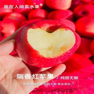 脆甜陕西瑞香红红苹果自带玫瑰花香新品种原产地白水国产苹果