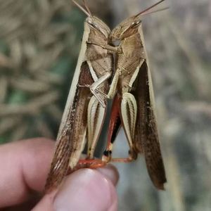 【虰蜢专卖】丁蜢活虫丁猛蚂蚱草蜢花腿蚂蚱画眉专用虫喂鸟的虫子