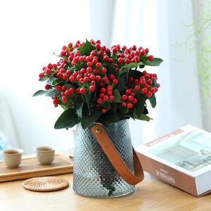 水培植物鲜花相思豆火龙珠盆栽水养室内客厅桌面绿植花卉净化空气