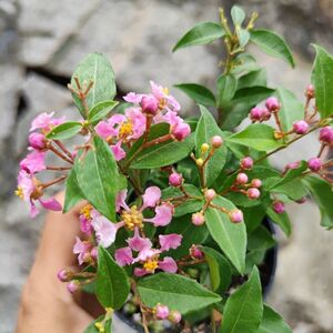 一朵花不够淘宝姬紫薇掌上微型盆景素材日本进口李氏姬樱桃盆栽趣味