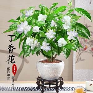 丁香花树苗盆栽植物室内花卉四季开花带花苞浓香阳台庭院好养绿植