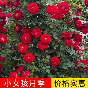 【花苞较多】小女孩月季蔷薇爬藤花苗庭院浓香型盆载藤本月季
