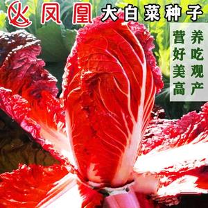 火凤凰大白菜种子 红白菜籽高产高钙橘红色白菜农家大田易种植