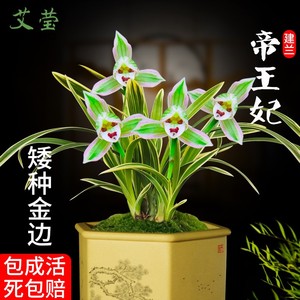 有香味的兰花苗 建兰矮种帝王妃 四季兰带金边艺浓香型室内外盆栽
