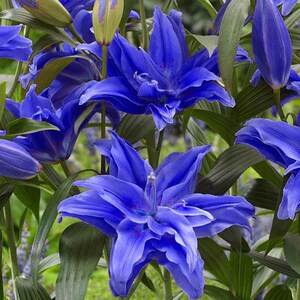 香水百合带芽