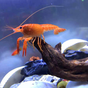 淡水观赏鱼虾鱼缸观赏虾鳌虾观赏虾彩色观赏虾水草缸观赏虾
