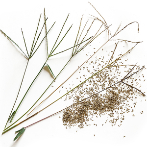 马唐种子夏季杂草种子速生杂草毛马唐草种子南方马塘科研杂草种子