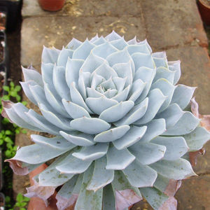 多肉植物多肉蓝鸟厚叶蓝鸟多肉植物大单头大的肉肉大型肉肉