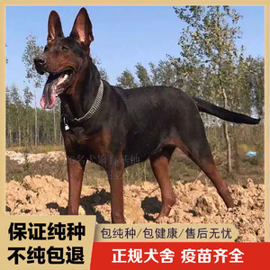 莱州红犬幼犬纯种苏联红活体大型护卫犬看家护院狼犬猎犬军犬警犬