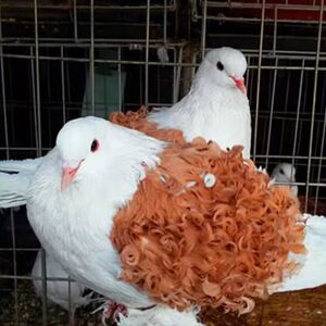 观赏精品宠物大体芙蓉鸽子立体感纯色活体比利时马甲种鸽公母一对