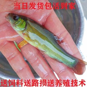 00kww水族旗舰店天猫丁桂鱼苗青龙棒华鲮鱼虹鳟金鳟锦鲤红锦鲫鱼草