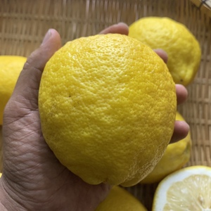 精品黄柠檬3斤云南农家高海拔原生态生长三斤约5-6个