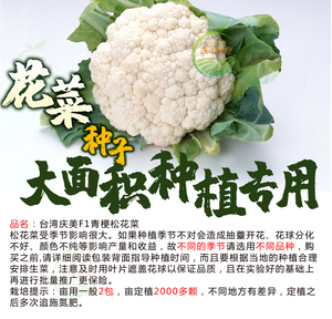 松花菜种子青梗花椰菜台湾庆美有机花菜种籽子菜园蔬菜孑菜苗南方